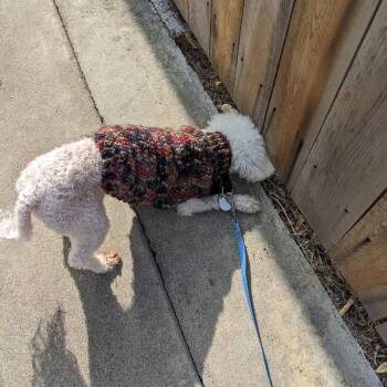 Fezziwig -  Bichon Frise Dog for Adoption in Ramona, California - Fezziwig | PetCurious