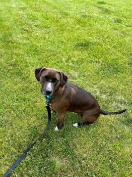 Genevieve -  Mixed Breed Dog for Adoption in Taycheedah, Wisconsin - Genevieve | PetCurious