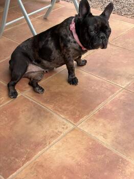 Nyx - Central AZ / Prescott Valley -  French Bulldog Dog for Adoption in Portland, Oregon - Nyx - Central AZ / Prescott Valley | PetCurious