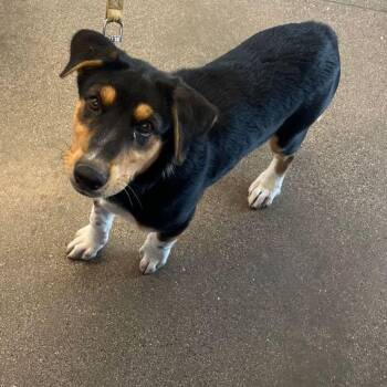 Aerie -  Australian Cattle Dog Blue Heeler Dog for Adoption in Kingman, Arizona - Aerie | PetCurious
