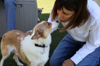 Corgi Dogs Available for Adoption in Rockville, Maryland - Margo | PetCurious