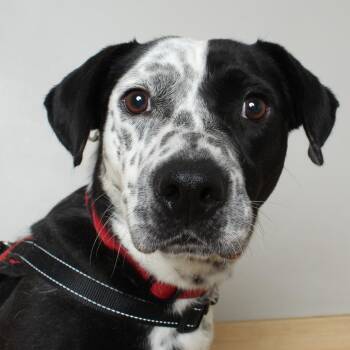 Border Collie and Cattle Dog Dogs Available for Adoption in Minnetonka, Minnesota - Phantom D69330 | PetCurious