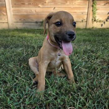 Dot -  Hound Dog for Adoption in Chattanooga, Tennessee - Dot | PetCurious