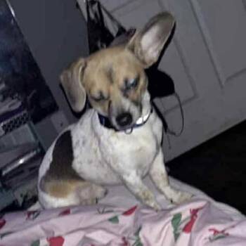 Rescue Dachshund Dogs for Adoption in Springboro, Ohio - Tucker | PetCurious