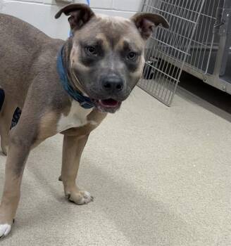 JOHNNY -  American Staffordshire Terrier and Mixed Breed Dog for Adoption in Grand Prairie, Texas - JOHNNY | PetCurious