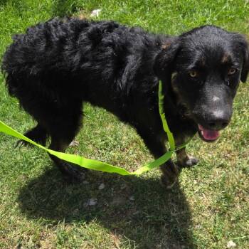 Marcia -  Mixed Breed Dog for Adoption in Pauls Valley, Oklahoma - Marcia | PetCurious