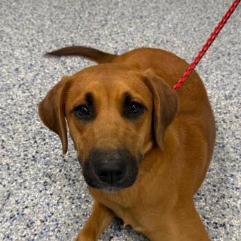 MooMoo -  Mixed Breed Dog for Adoption in Greenville, South Carolina - MooMoo | PetCurious