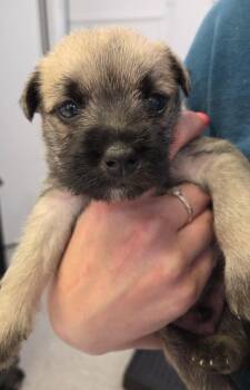 Alfalfa -  Terrier Dog for Adoption in Brookings, Oregon - Alfalfa | PetCurious
