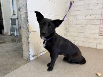 German Shepherd Dog and Mixed Breed Dogs Available for Adoption - SAMANTHA | PetCurious
