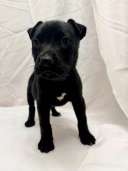 Shar Pei and Pit Bull Terrier Dogs Available for Adoption - Daphne | PetCurious