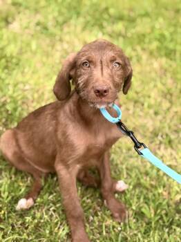 Buttercup -  Goldendoodle and Mixed Breed Dog for Adoption in Gradyville, Kentucky - Buttercup | PetCurious