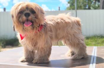 Mikey  -  Shih Tzu Dog for Sale in Houston, Texas - Mikey  | PetCurious