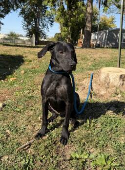 Stitch -  Labrador Retriever and Hound Dog for Adoption in Springfield, Illinois - Stitch | PetCurious