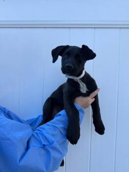 George (AVAILABLE 10/26) -  Mixed Breed Dog for Adoption in Leverett, Massachusetts - George (AVAILABLE 10/26) | PetCurious