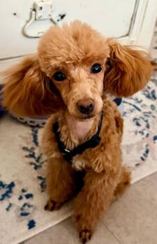 Cora sweet girl -  Poodle Dog for Adoption in Russiaville, Indiana - Cora Sweet Girl | PetCurious