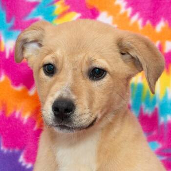 Mixed Breed Dogs Available for Adoption in Troy, Ohio - Sasha | PetCurious
