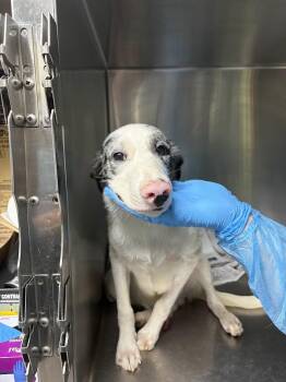Salvia -  Mixed Breed Dog for Adoption in Georgetown, South Carolina - Salvia | PetCurious