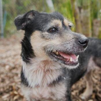 Jayda -  Mixed Breed Dog for Adoption in Largo, Florida - Jayda | PetCurious