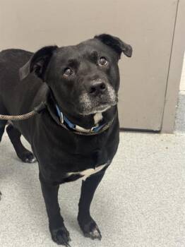 ARIES -  Labrador Retriever and Mixed Breed Dog for Adoption in Indianapolis, Indiana - ARIES | PetCurious