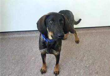 BROWNIE -  Labrador Retriever Dog for Adoption in Brentwood, Missouri - BROWNIE | PetCurious