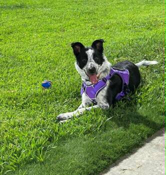 Cookie -  Border Collie Dog for Adoption in Las Vegas, Nevada - Cookie | PetCurious