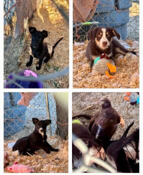 4 Little Herding Heartbreakers -  Australian Kelpie and Border Collie Dog for Adoption in Bend, Oregon - 4 Little Herding Heartbreakers | PetCurious