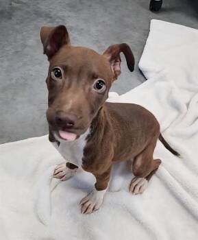 JEM -  Labrador Retriever and Pit Bull Terrier Dog for Adoption in Brunswick, Georgia - JEM | PetCurious