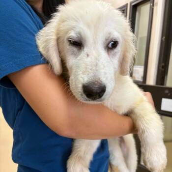 Chase - Chino Hills Location -  Great Pyrenees and Mixed Breed Dog for Adoption in Chino Hills, California - Chase - Chino Hills Location | PetCurious