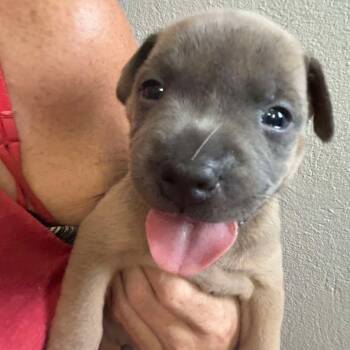 Rescue Mixed Breed Dogs for Adoption in Washington, Pennsylvania - Brat | PetCurious