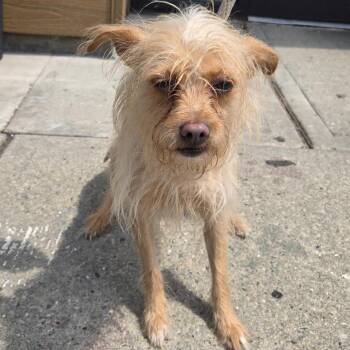 Aladdin -  Mixed Breed Dog for Adoption in Newark, New Jersey - Aladdin | PetCurious