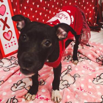 Mixed Breed Dogs Available for Adoption in Charleston, West Virginia - Nova | PetCurious