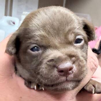 Chihuahua Dogs Available for Adoption in Redwood Valley, California - Joseph | PetCurious
