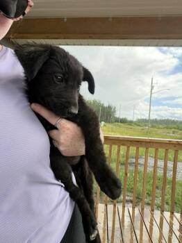 Poppy -  Black Labrador Retriever Dog for Adoption in Woodstock, Ontario - Poppy | PetCurious