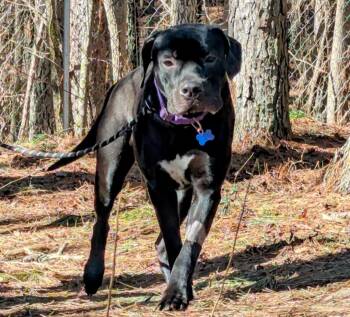 Mastiff Dogs Available for Adoption - Baloo | PetCurious