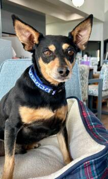 Buddy -  Miniature Pinscher Dog for Adoption in Cottonwood, Arizona - Buddy | PetCurious