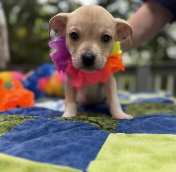 Miss Yellow -  Australian Cattle Dog Blue Heeler and Terrier Dog for Adoption - Miss Yellow | PetCurious