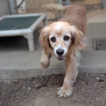 Ruby -  Cocker Spaniel Dog for Adoption in Mountain Center, California - Ruby | PetCurious