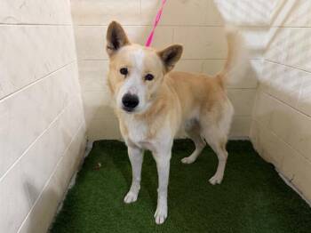 Canaan Dog Dogs Available for Adoption - A1259544 | PetCurious