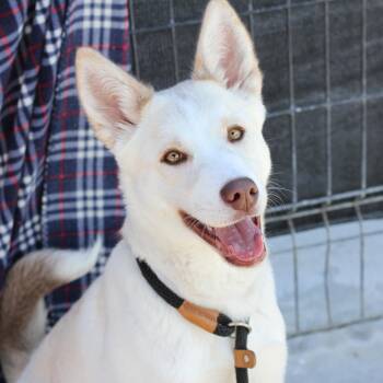 Husky Dogs Available for Adoption - Bobsled | PetCurious
