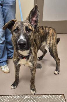 Charles -  Staffordshire Bull Terrier and Husky Dog for Adoption in Christiansburg, Virginia - Charles | PetCurious