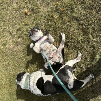 Rescue American Bully Dogs for Adoption in Redmond, Oregon - Brooksy | PetCurious