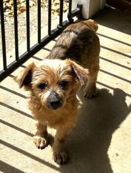 Yorkshire Terrier Dogs Available for Adoption in Hopkinton, Massachusetts - Lucy Lou | PetCurious
