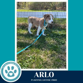 Labrador Retriever and Australian Shepherd Dogs Available for Adoption in Kimberton, Pennsylvania - Arlo 041126 | PetCurious