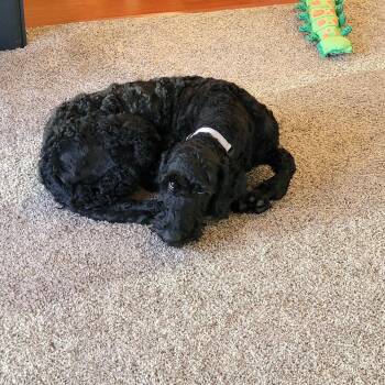 Poodle and Labrador Retriever Dogs Available for Adoption - Parker | PetCurious