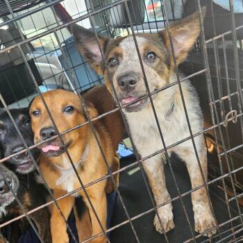 Eady -  Australian Cattle Dog Blue Heeler Dog for Adoption in Tomah, Wisconsin - Eady | PetCurious