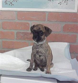 A2096339 -  Border Terrier and Mixed Breed Dog for Adoption in Houston, Texas - A2096339 | PetCurious