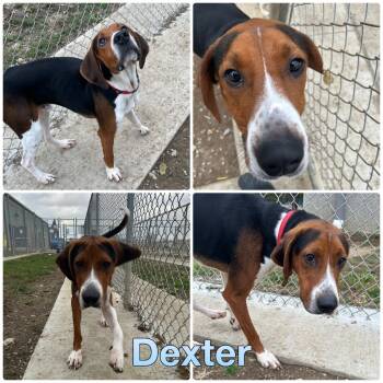 Rescue Hound Dogs for Adoption in Pierceton, Indiana - Dexter | PetCurious