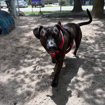 Bozco 28615 -  Mastiff and Mixed Breed Dog Available for Adoption in Middleburg, Florida - Bozco 28615 | PetCurious