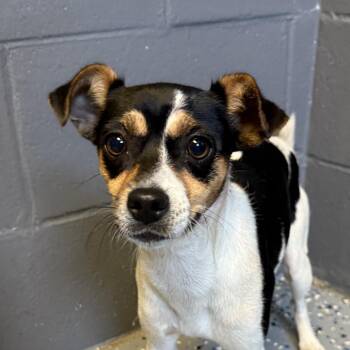 Grace -  Chihuahua and Terrier Dog for Adoption in Tuscaloosa, Alabama - Grace | PetCurious