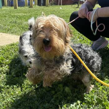 Scrapple -  Yorkshire Terrier Dog for Adoption in Philadelphia, Pennsylvania - Scrapple | PetCurious